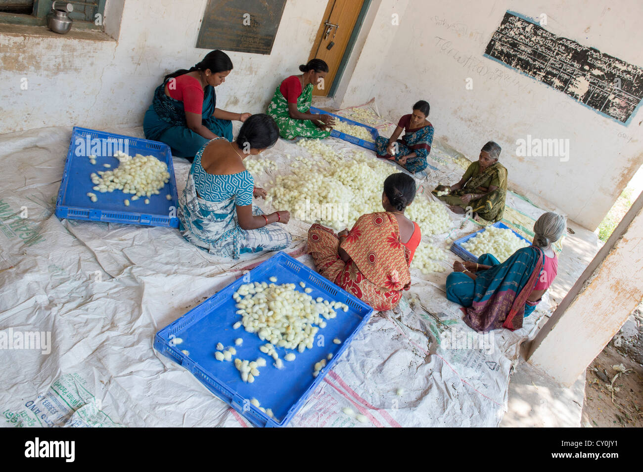 Le donne indiane ordinamento di bozzoli di bachi da seta in un territorio rurale villaggio indiano. Andhra Pradesh, India Foto Stock