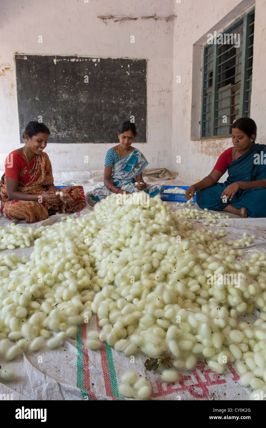 Le donne indiane ordinamento di bozzoli di bachi da seta in un territorio rurale villaggio indiano. Andhra Pradesh, India Foto Stock