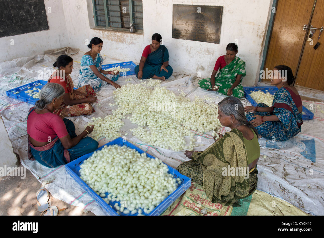 Le donne indiane ordinamento di bozzoli di bachi da seta in un territorio rurale villaggio indiano. Andhra Pradesh, India Foto Stock