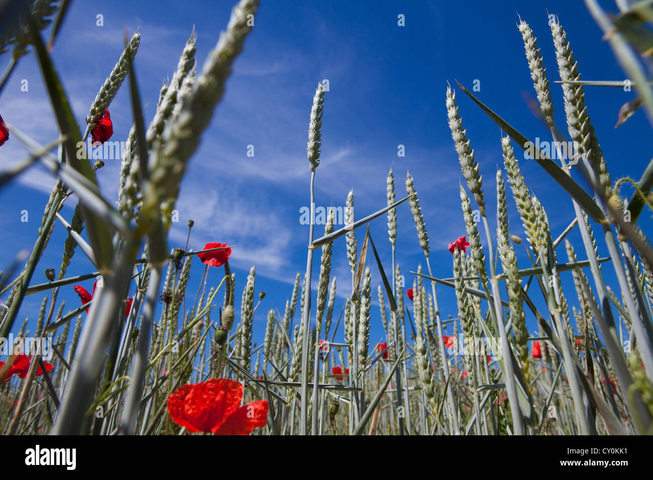 Fiori Selvatici in champagne, Francegrain produzione in Francia Foto Stock