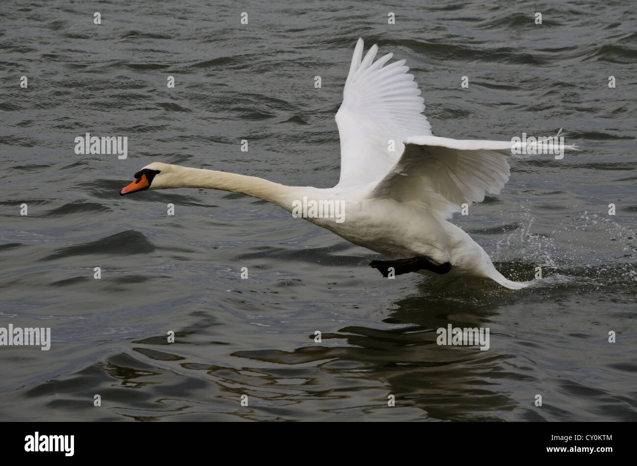 Swan di atterraggio su un lago Foto Stock