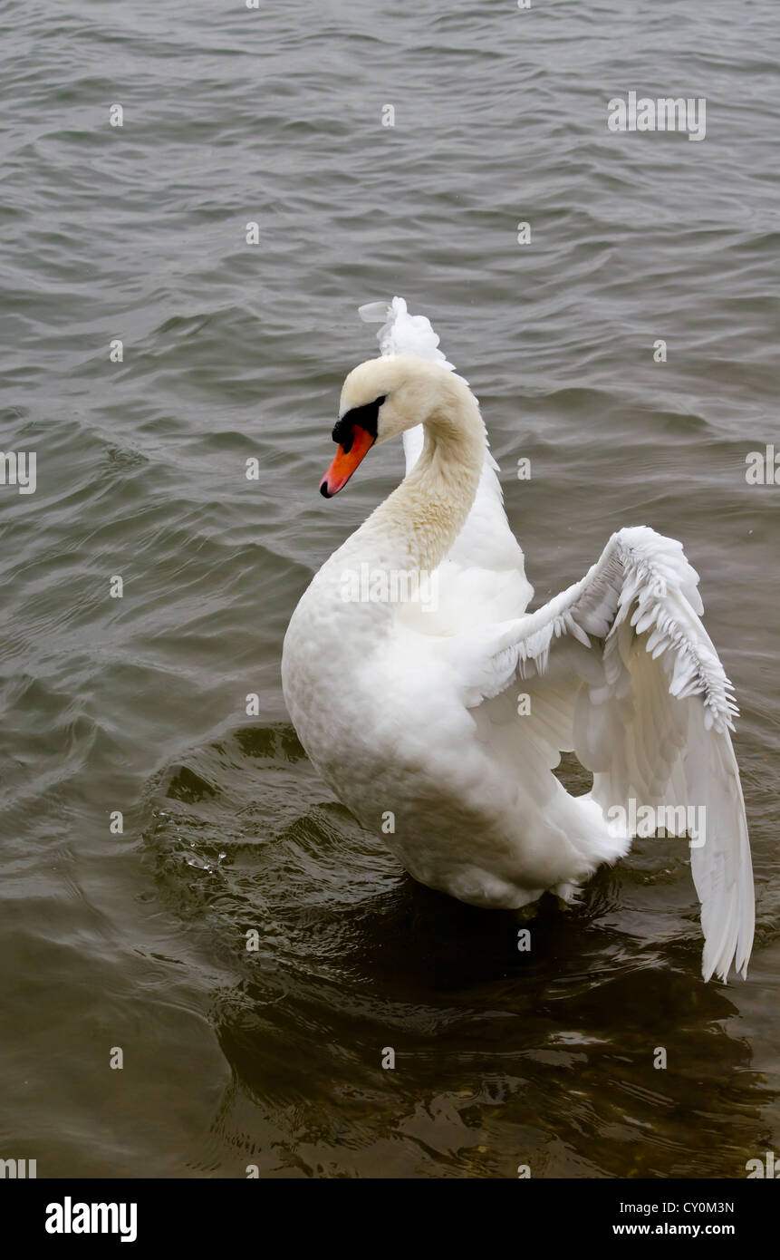 Swan diffondere le sue ali Foto Stock