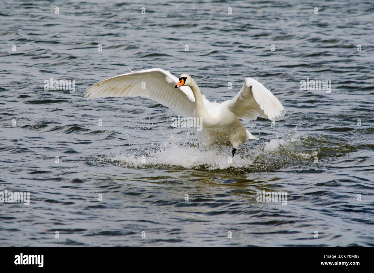 Swan di atterraggio su un lago Foto Stock