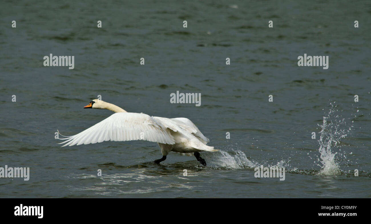 Swan sbarco sulle rive di un fiume Foto Stock