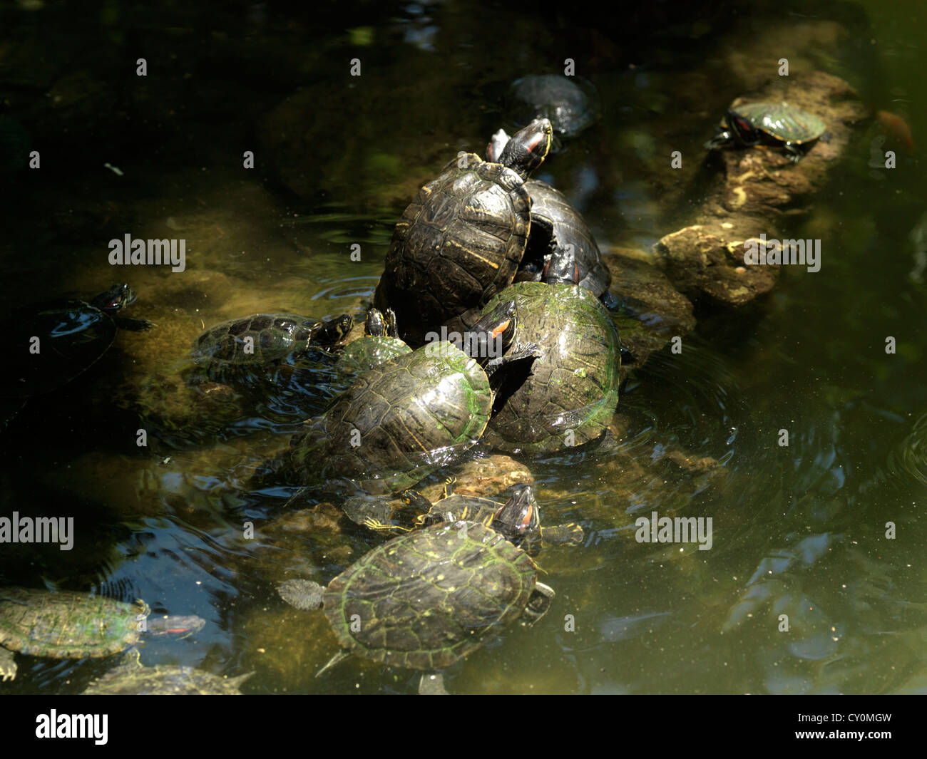 Atene Grecia Giardini Zappeion Red-Eared cursori in stagno Foto Stock