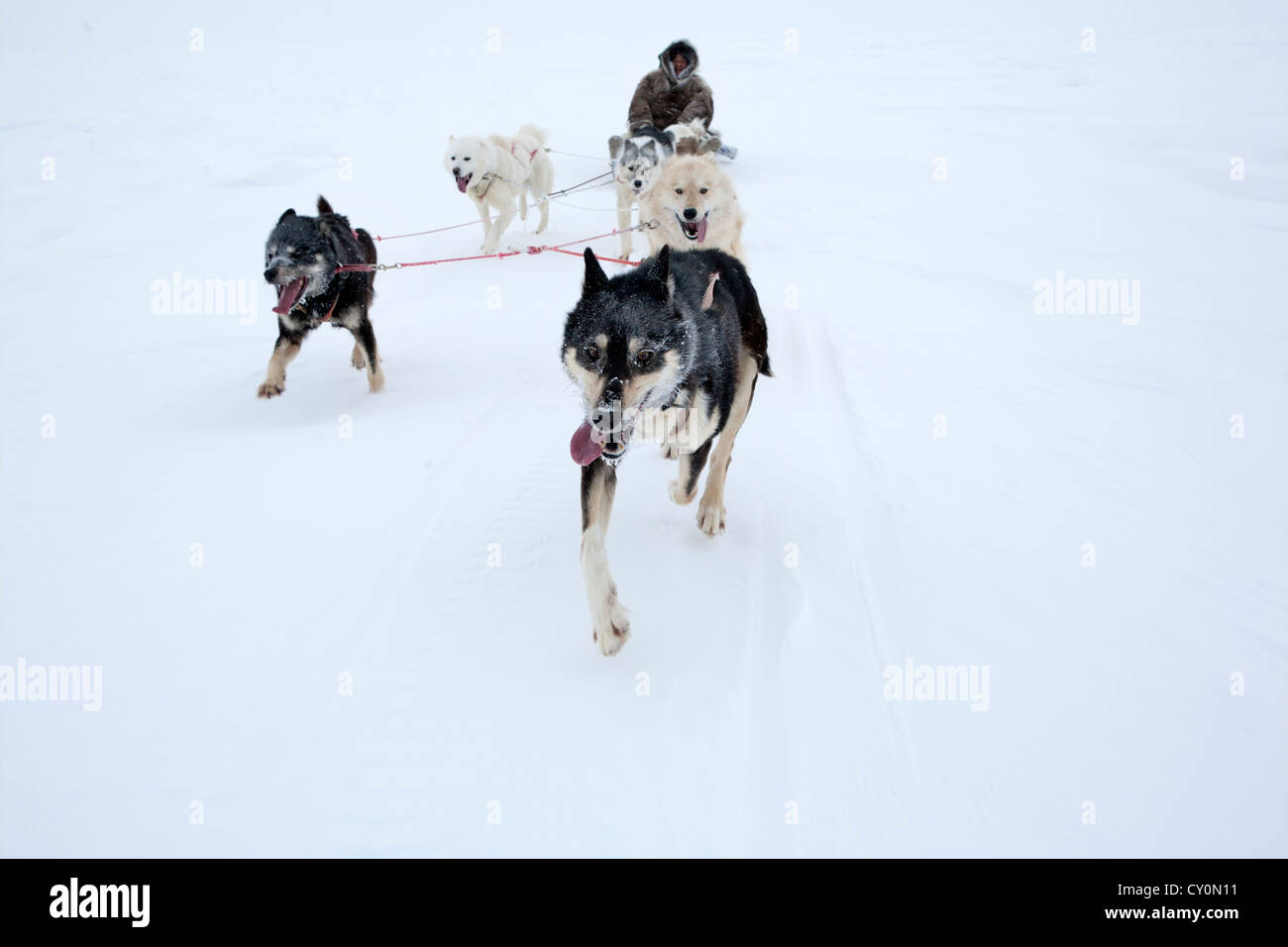 Snow sled sul polo nroth Foto Stock