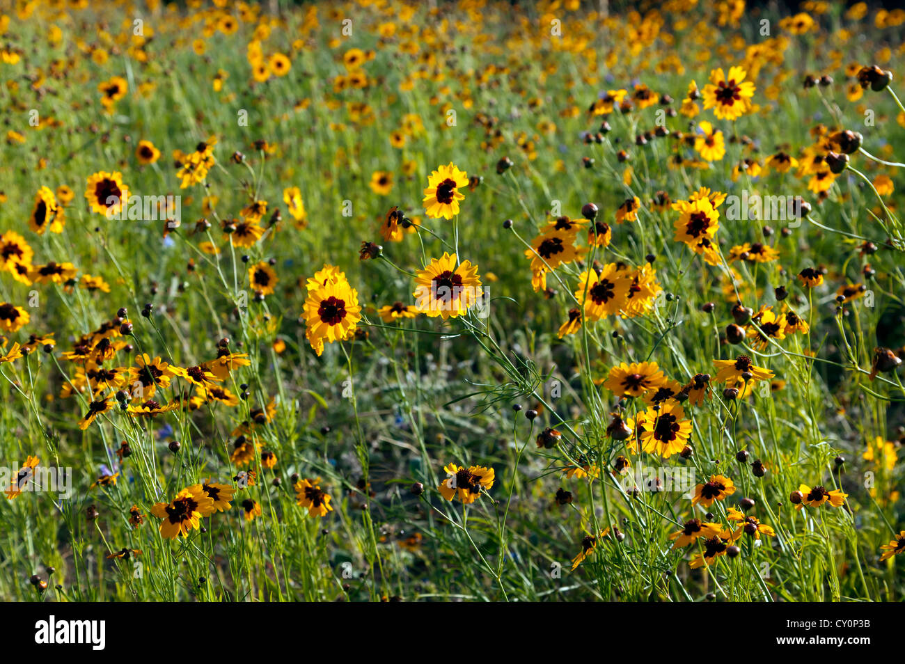 Vista ravvicinata di Golden tickseed fiori che crescono nel grande giardino inglese, al Parco Olimpico, Stratford. Foto Stock