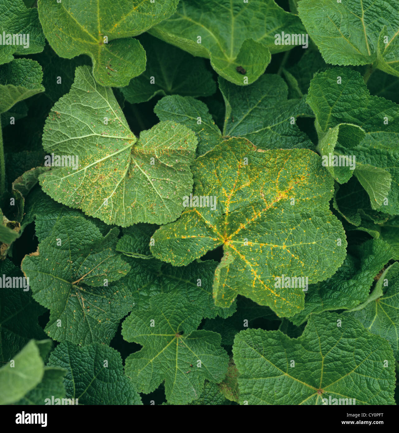 Hollyhock ruggine (Puccinia malvacearum) sul fogliame hollyhock Foto Stock