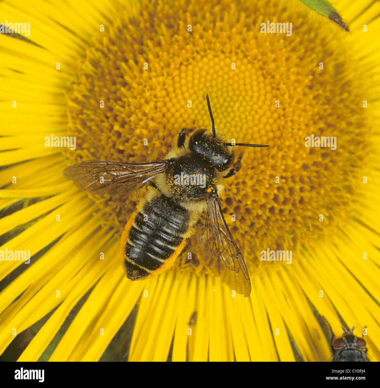 Foglia-Cutter Bee, Megachile centuncularis, adulti su giallo Compositae fiore Foto Stock