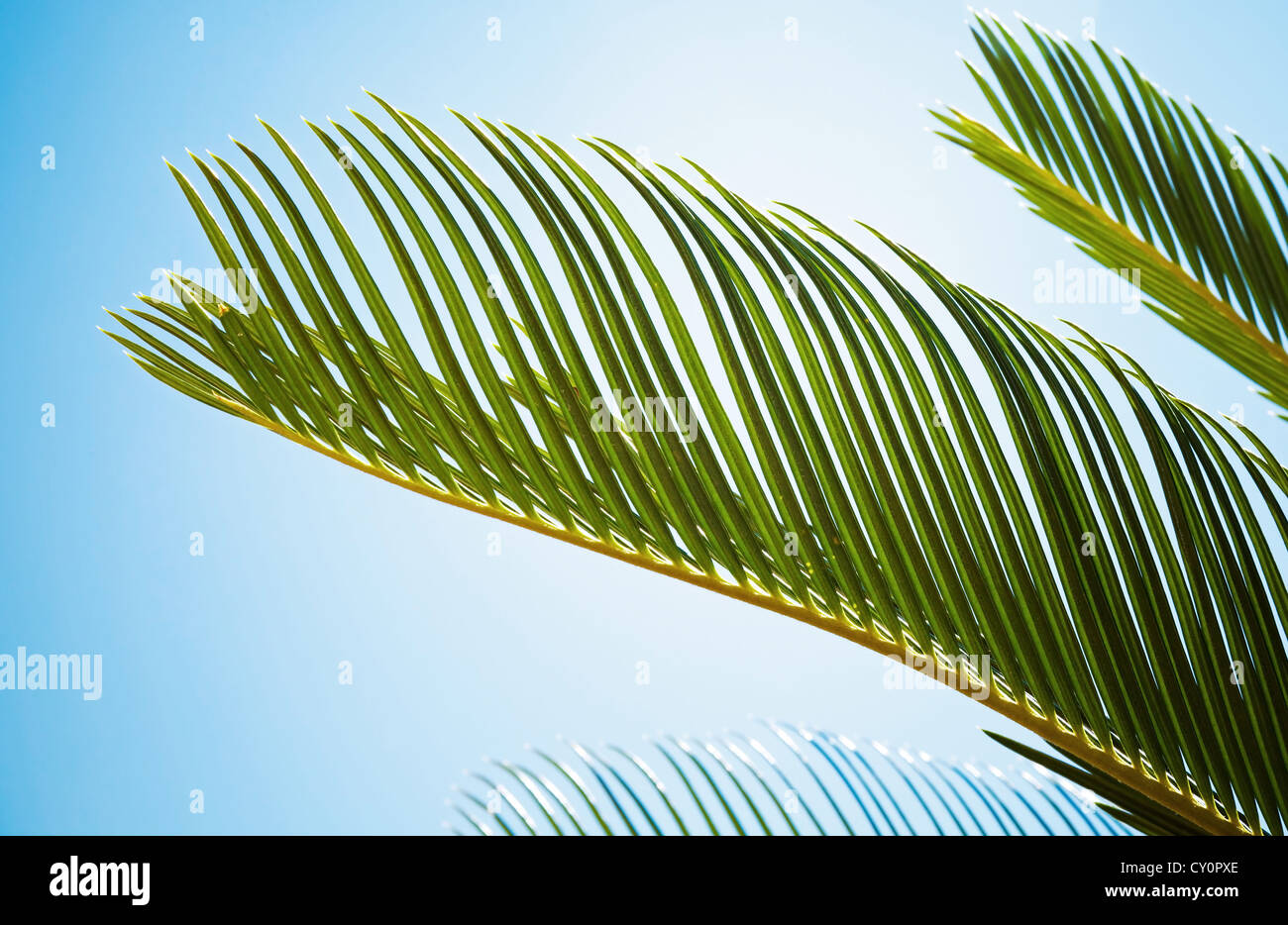 Fresco Verde foglie di palmo sotto il sole luminoso sopra il cielo blu. Messa a fuoco selettiva Foto Stock