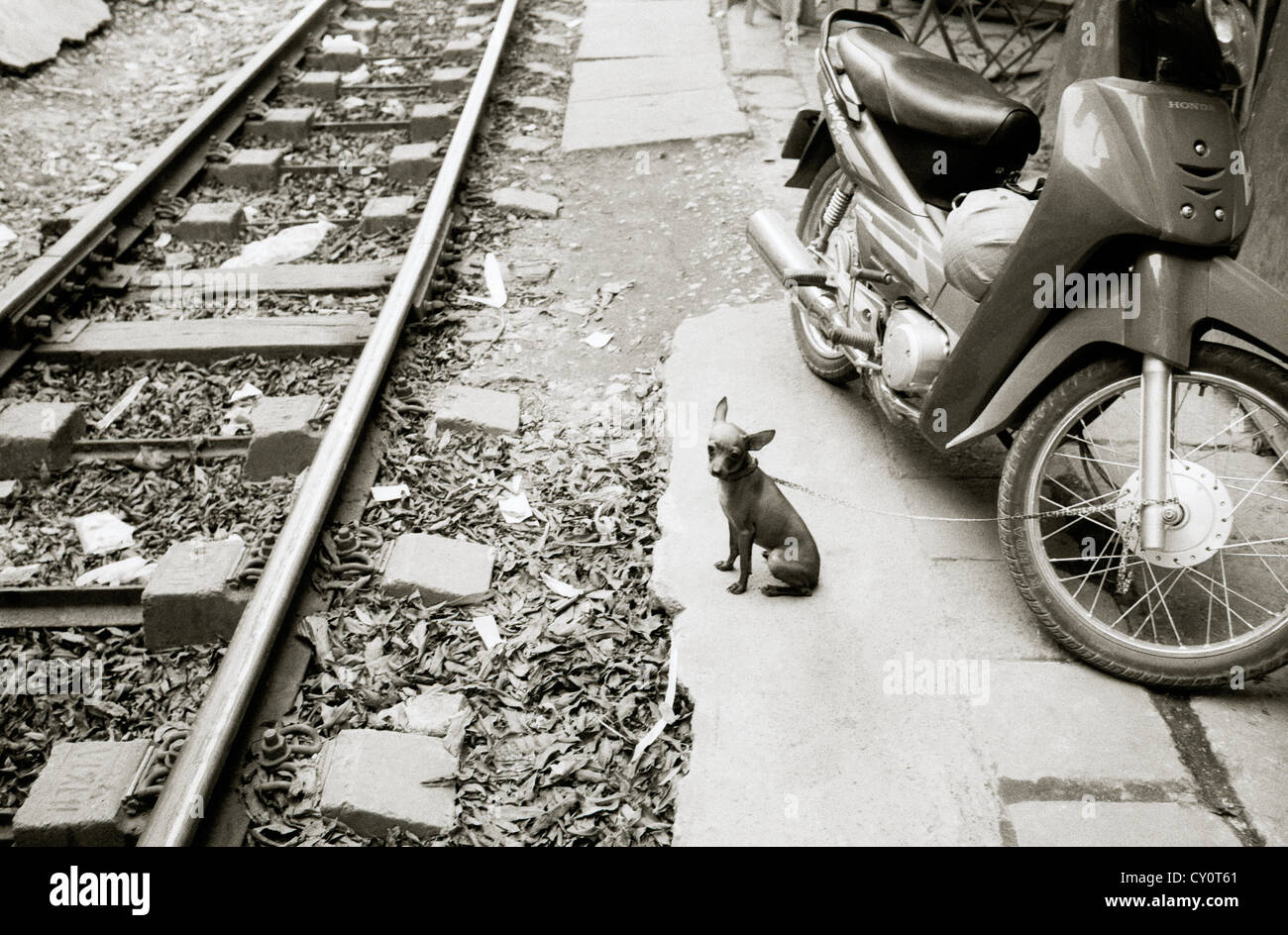 Chihuahua cane nella città vecchia di Hanoi in Vietnam in estremo oriente Asia sudorientale. solitudine solitudine treno quiete simpatici cani reportage di viaggio cucciolo Foto Stock