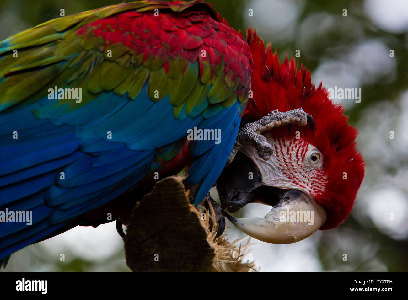 Macaw appollaiato sul ramo Foto Stock