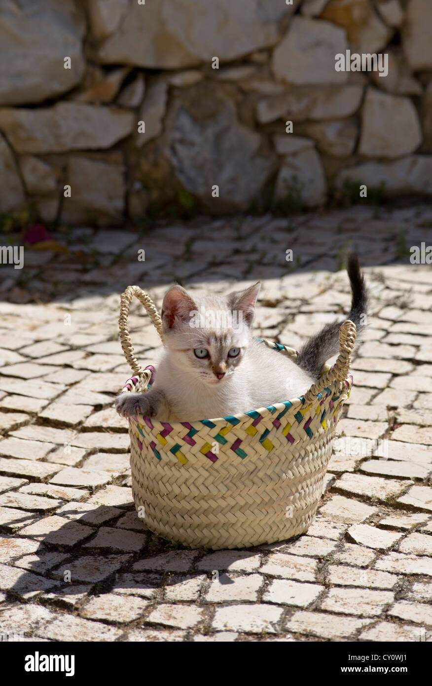 Un gattino giocando in un cestello ( in Algarve, Portogallo ) Foto Stock