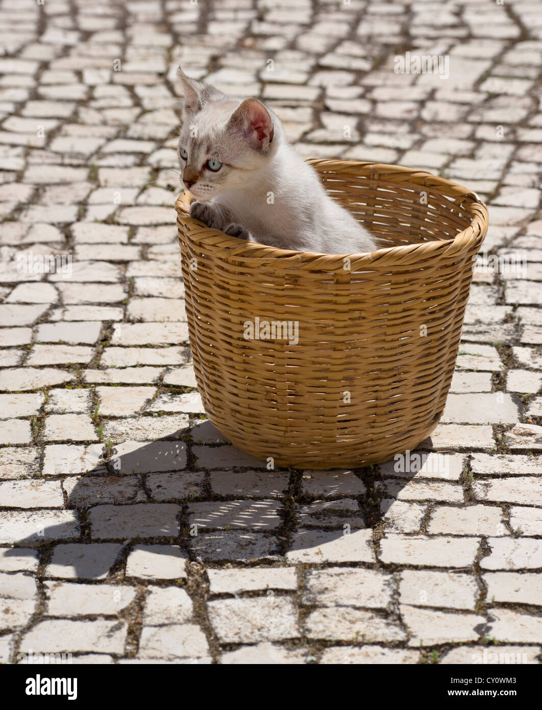 Un gattino nascosto in un cesto in Algarve, PORTOGALLO Foto Stock