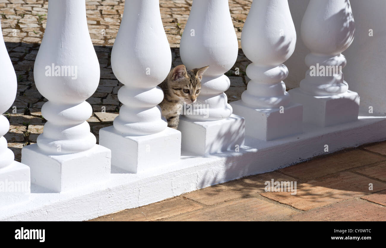 Un gattino giocando in balaustre su una villa terrazza, Algarve, PORTOGALLO Foto Stock