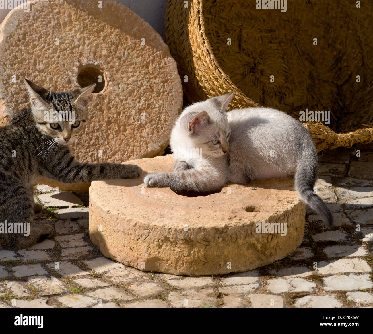 Due gattini giocare con pietre di mulino in Algarve, PORTOGALLO Foto Stock