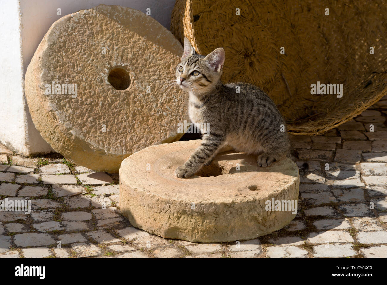 Un gattino gioca con le pietre del mulino in Algarve, PORTOGALLO Foto Stock