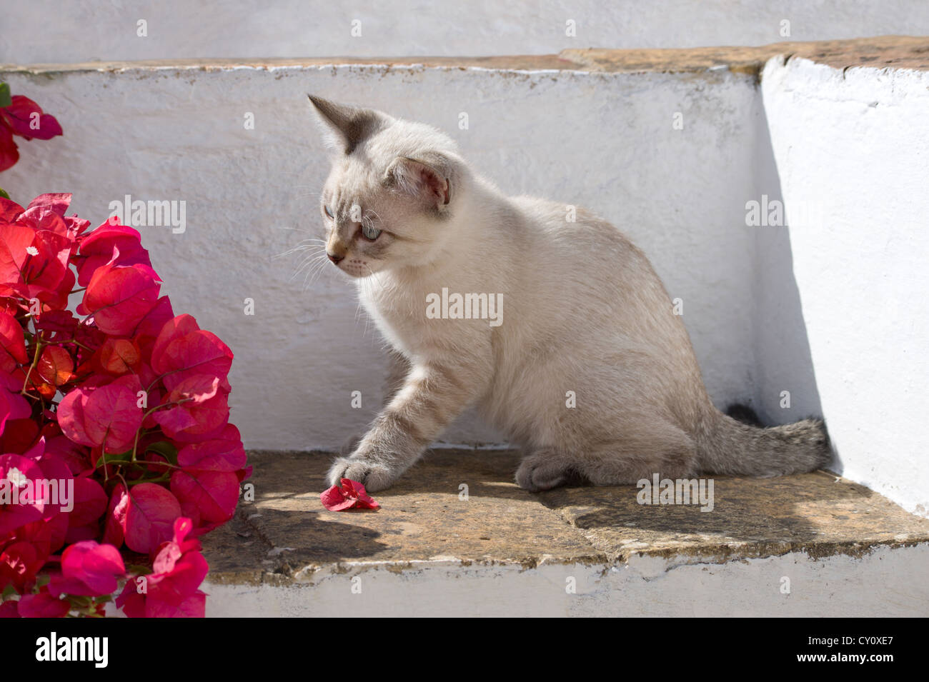 Un gattino giocando in bougainvillaea fiori in Algarve, PORTOGALLO Foto Stock