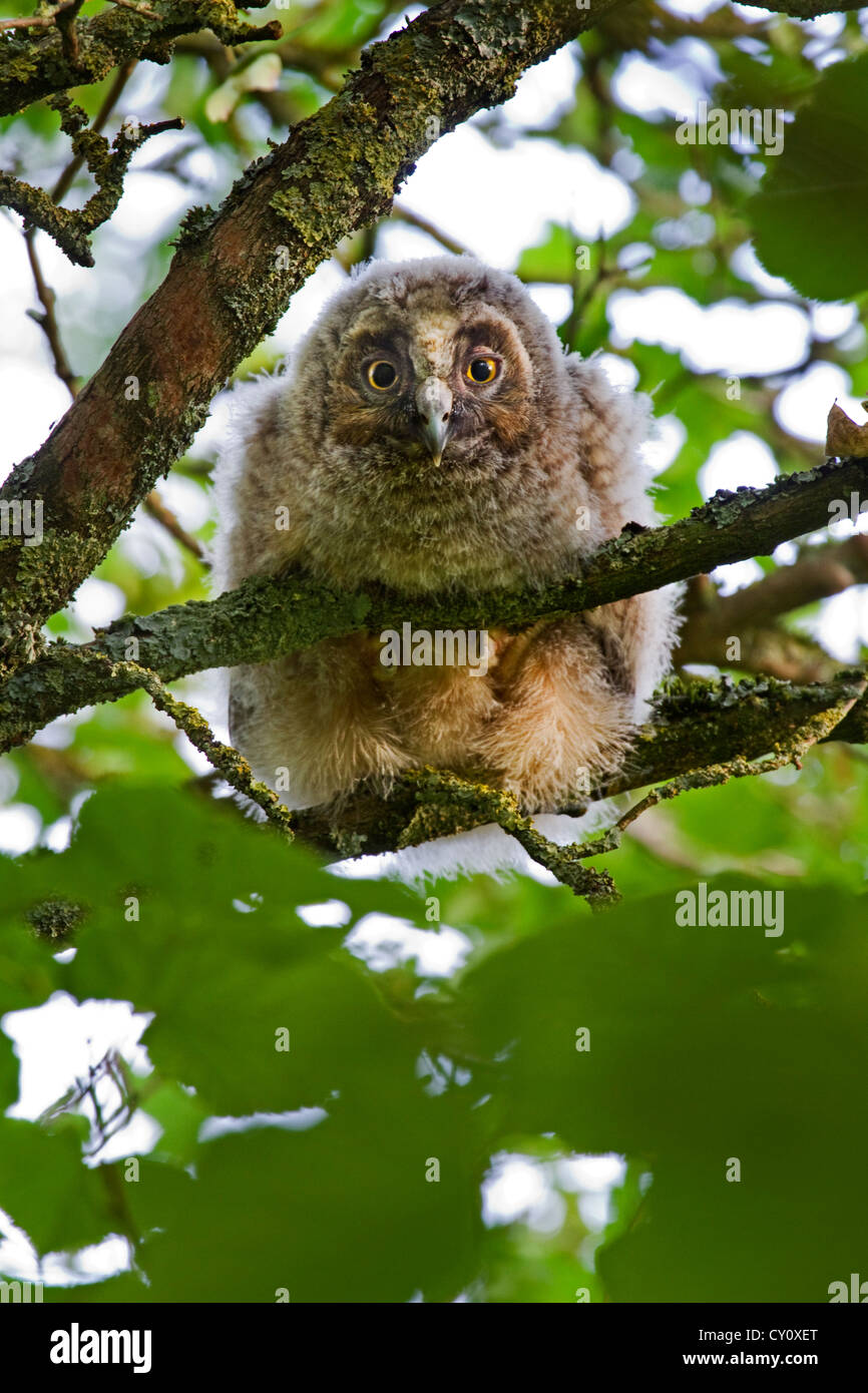 Gufo comune (Asio otus / Strix otus) giovani con gli occhi aperti arroccato nella struttura ad albero nella foresta Foto Stock