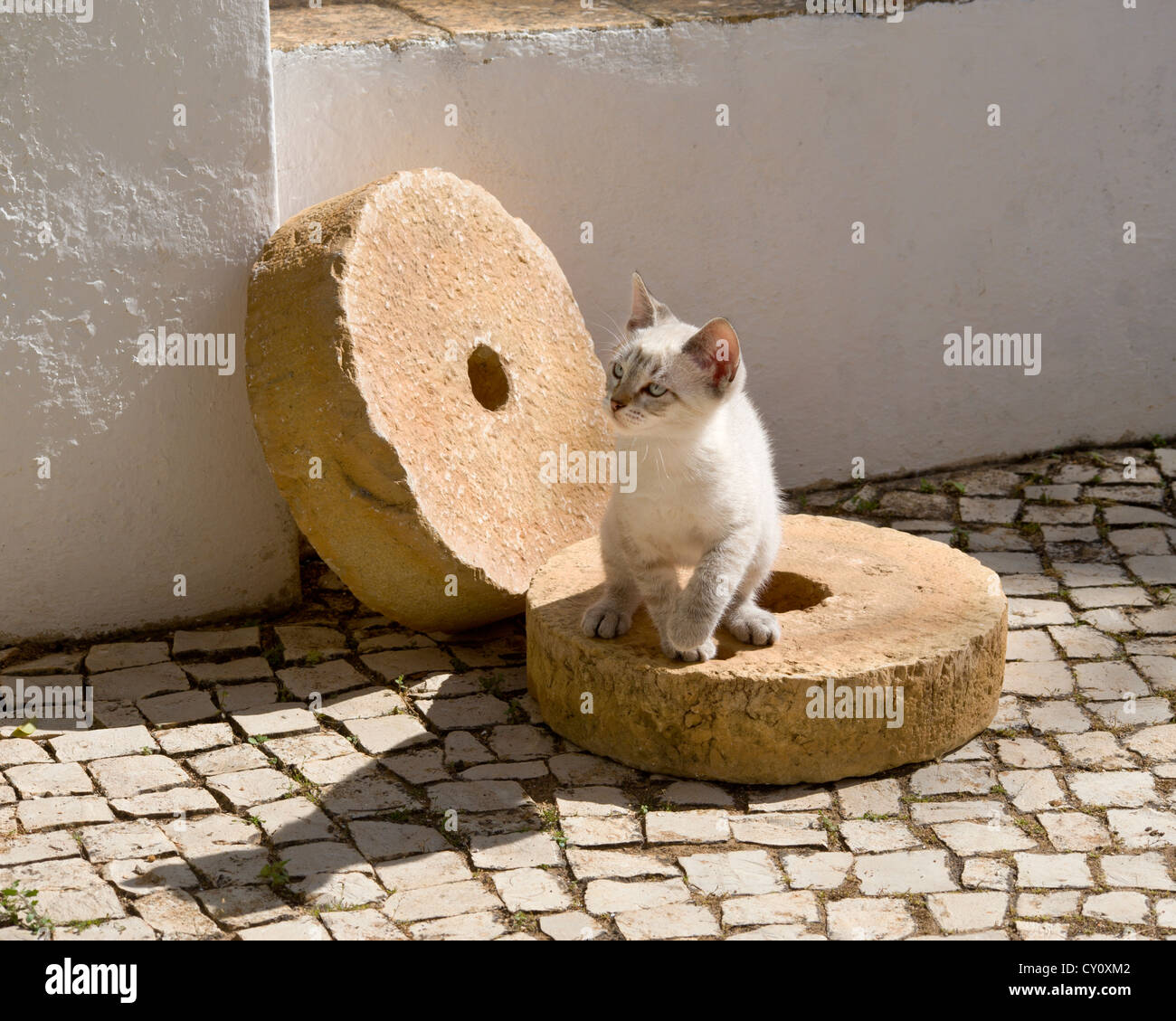 Un gattino gioca con le pietre del mulino in Algarve, PORTOGALLO Foto Stock