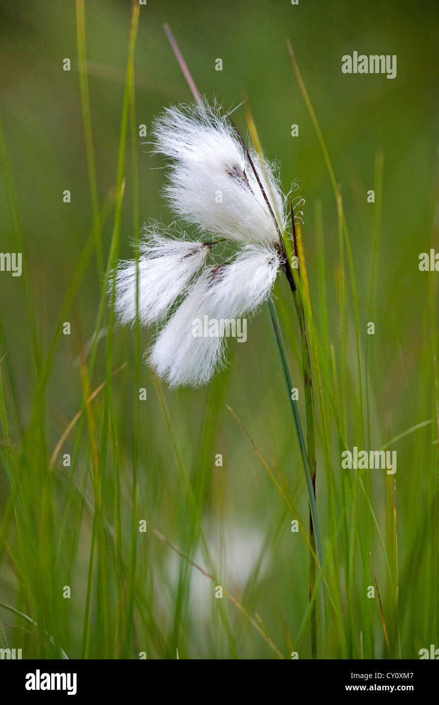 Comune (cottongrass Eriophorum angustifolium) vicino fino nella torbiera, Ardenne, Belgio Foto Stock