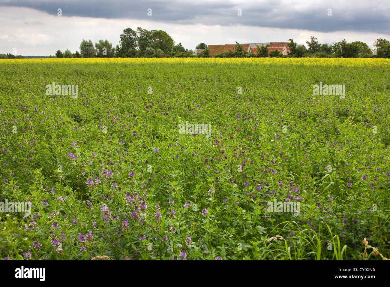 Campo con erba medica / erba medica (Medicago sativa), utilizzato come foraggio per il bestiame, Belgio Foto Stock
