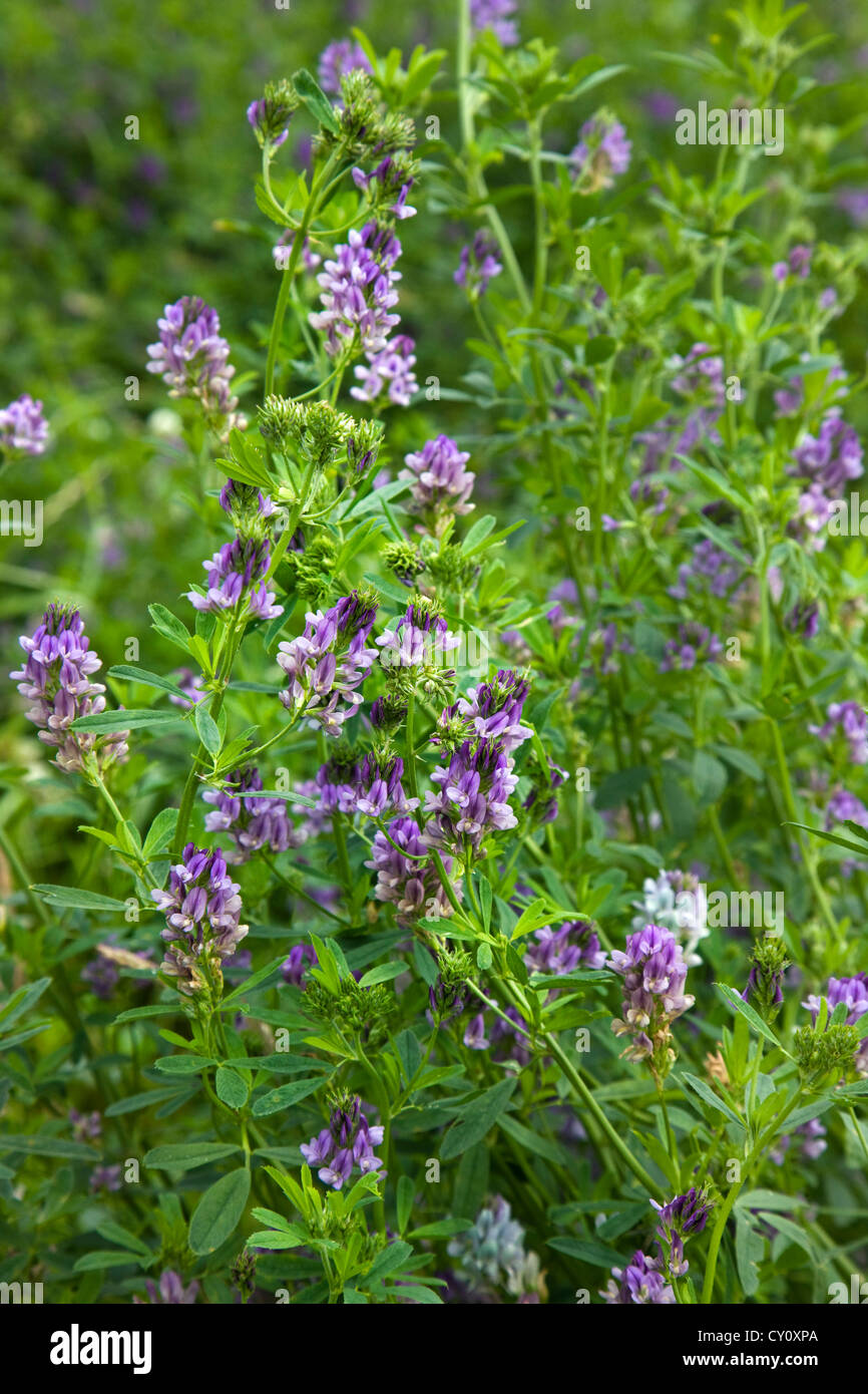 Campo con erba medica / erba medica (Medicago sativa), utilizzato come foraggio per il bestiame Foto Stock