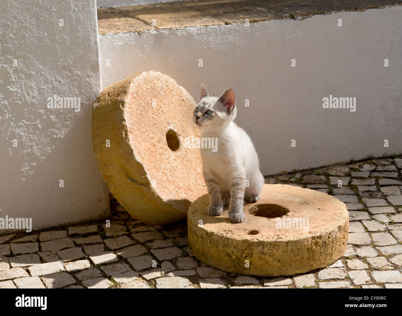 Un gattino gioca con le pietre del mulino in Algarve, PORTOGALLO Foto Stock
