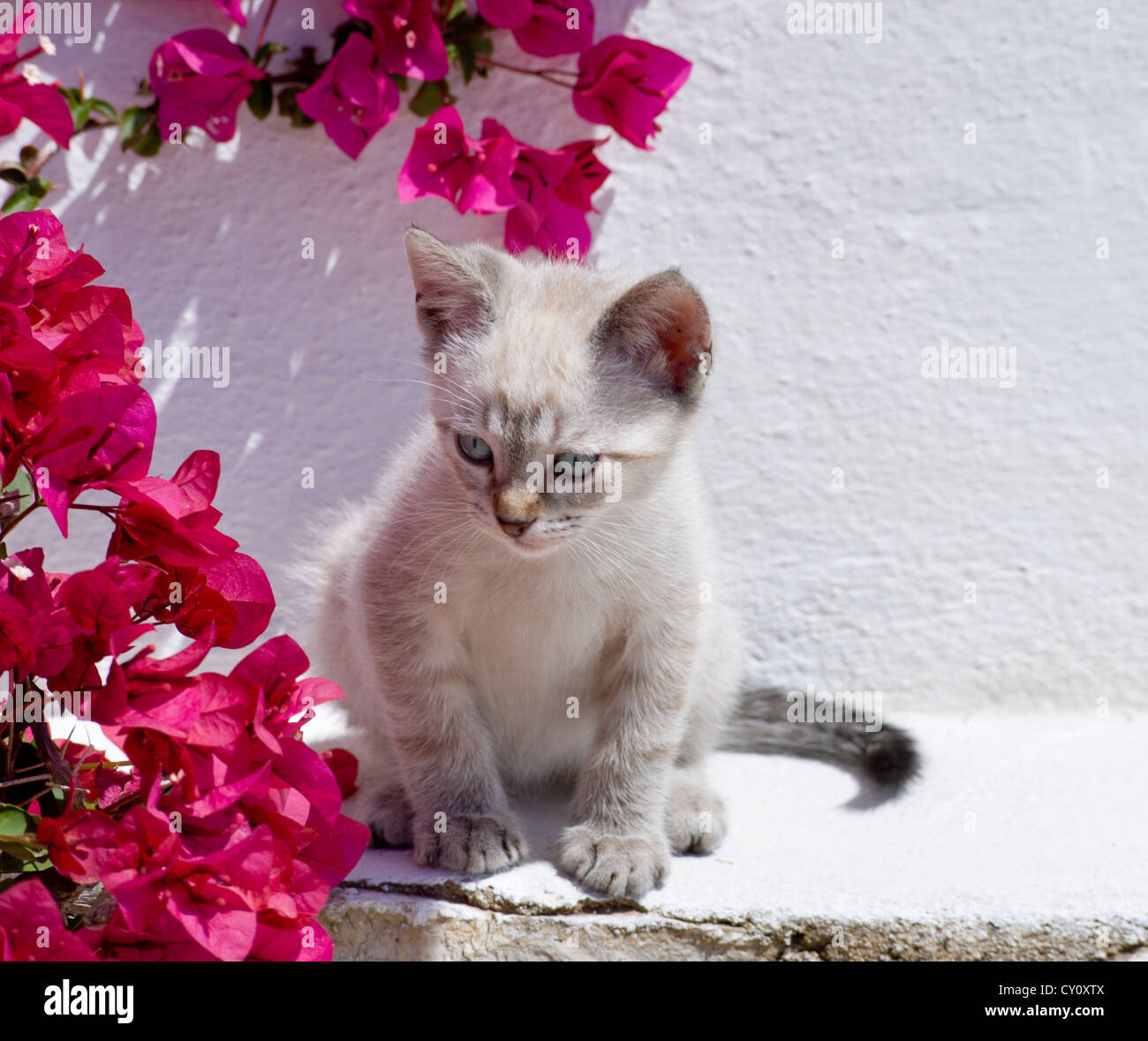 Un gattino giocare tra bougainvillaea fiori iin Algarve, PORTOGALLO Foto Stock