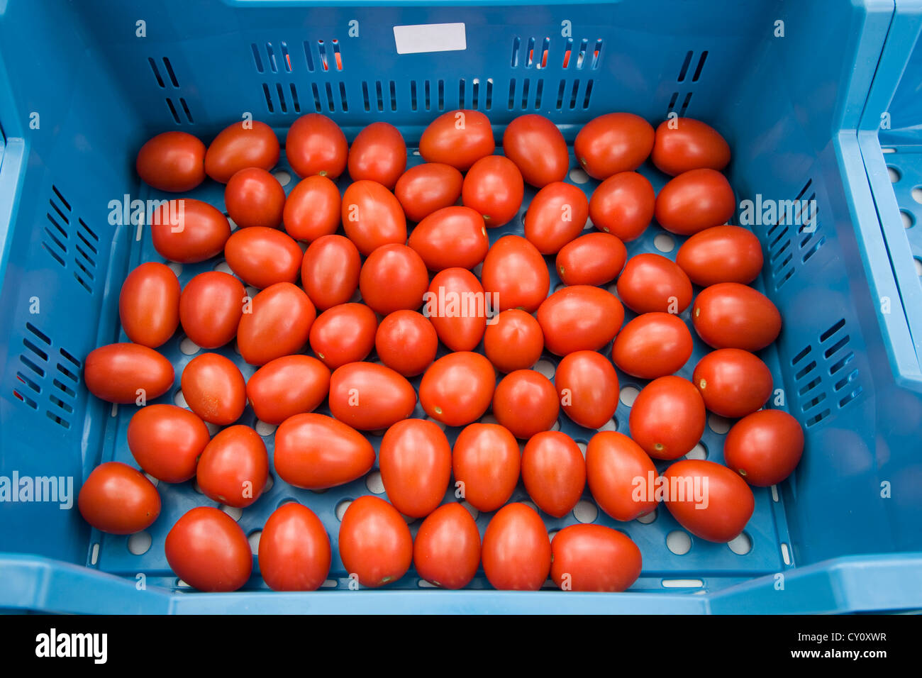 Cassa in plastica con il giardiniere il raccolto di pomodori rossi (Solanum lycopersicum / Lycopersicon esculentum) Foto Stock
