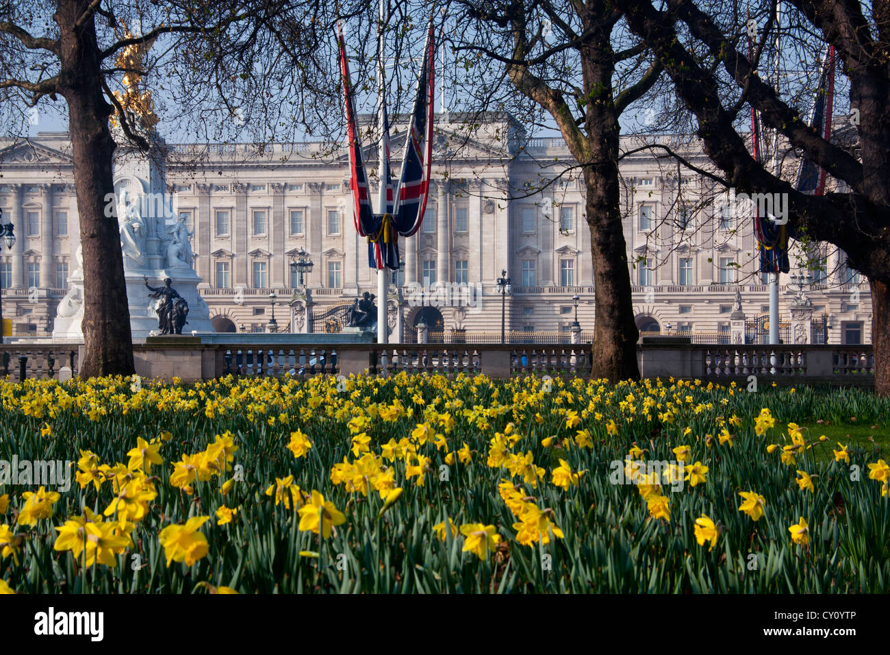 Buckingham Palace la residenza londinese di Sua Maestà la Regina Elisabetta II dal parco verde con Giunchiglie in primo piano Londra Inghilterra REGNO UNITO Foto Stock