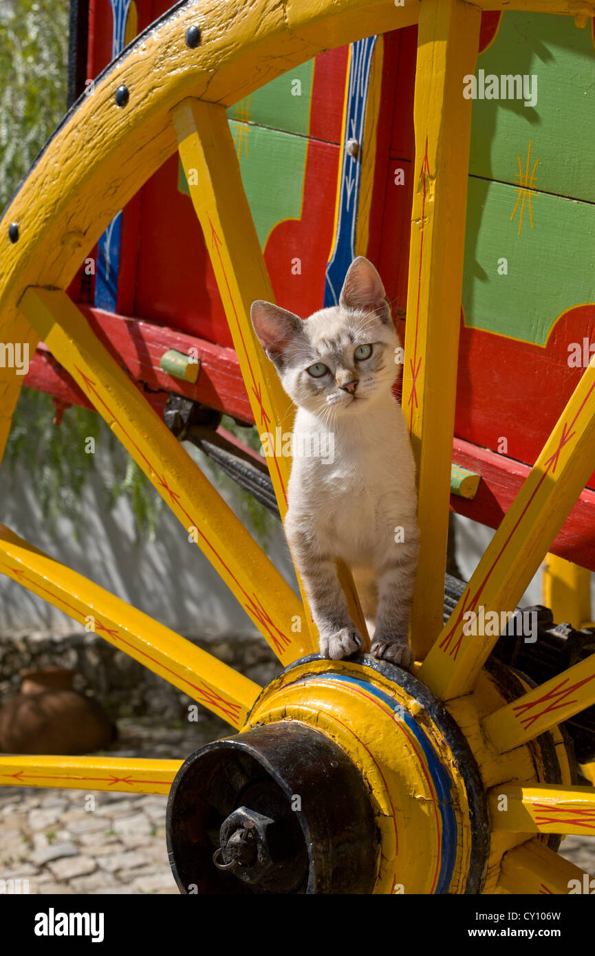 Un gattino su un rustico carrello verniciato, Portogallo, Algarve Foto Stock