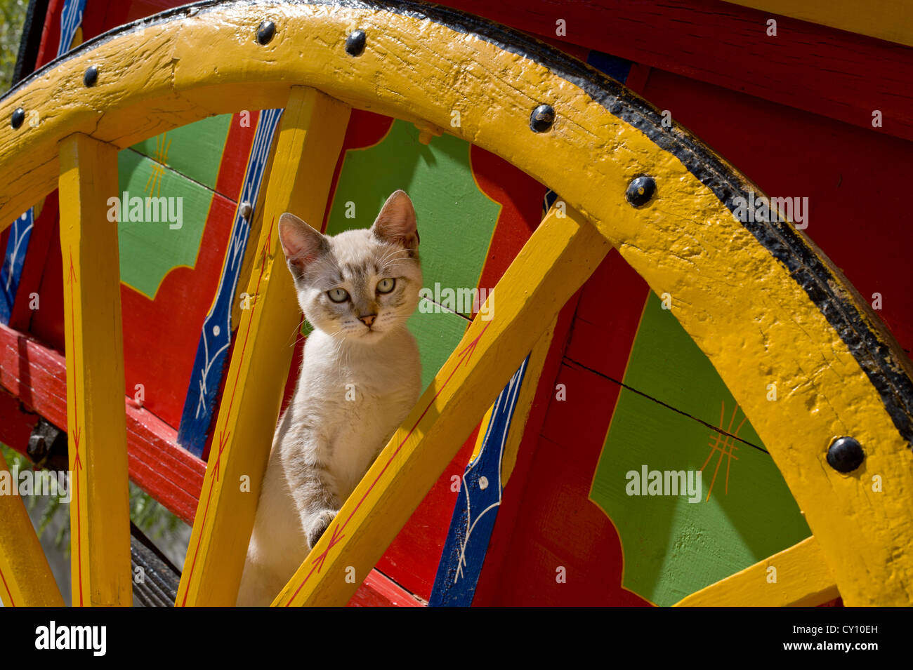 Un gattino su un rustico carrello verniciato, Portogallo, Algarve Foto Stock