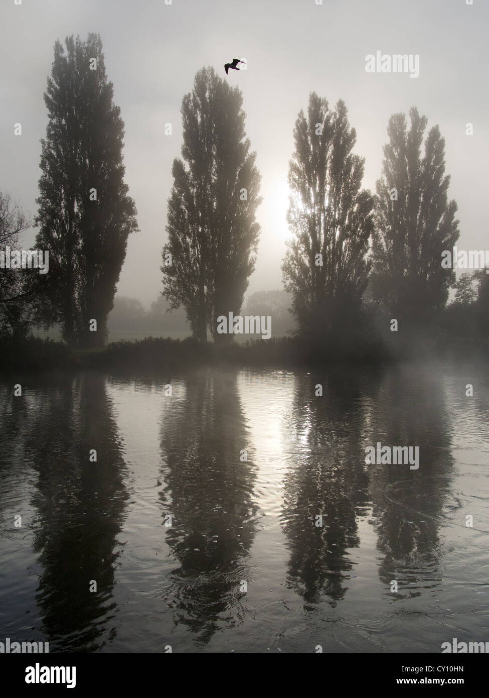 Nebbiosa Domenica Mattina - Volo di uccelli e la fila di alberi da St Helen's Wharf, Abingdon on Thames Foto Stock