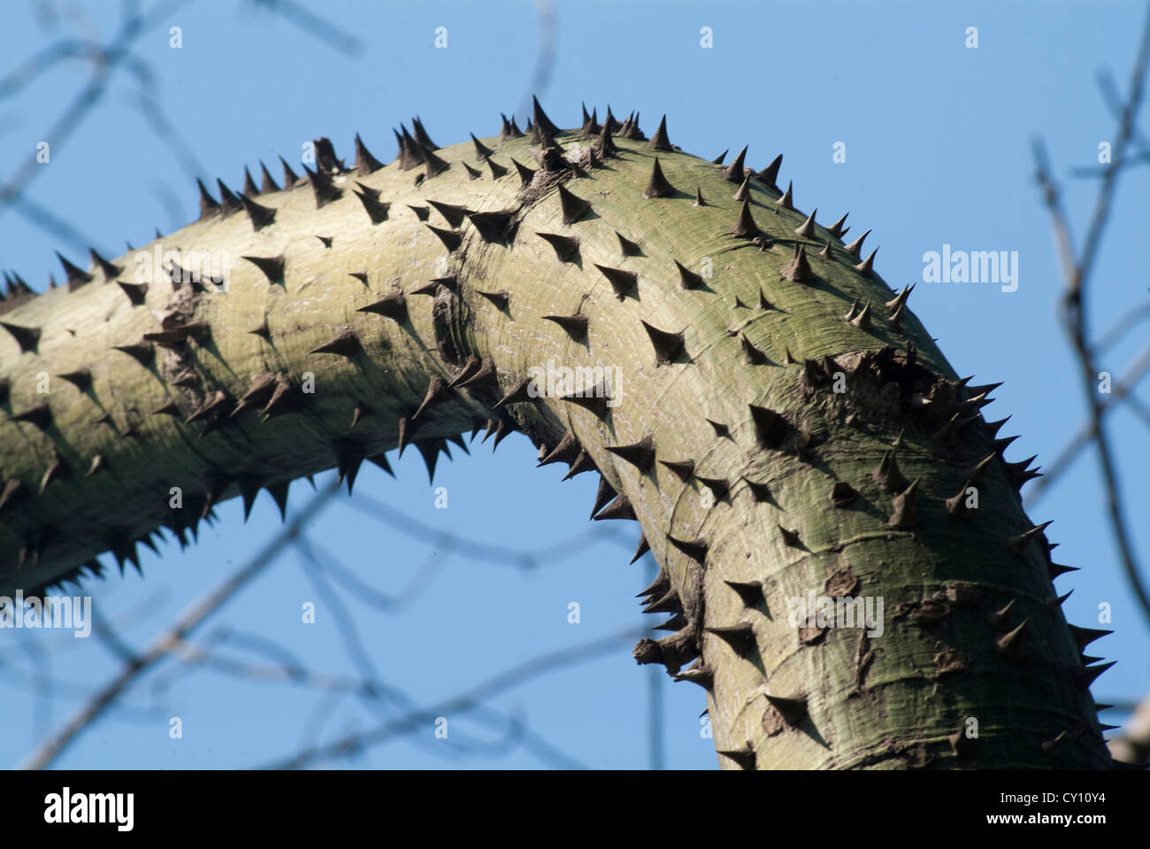 Dettaglio del tronco di Ceiba speciosa, giardino di Turia, Valencia, Spagna, Europa Foto Stock