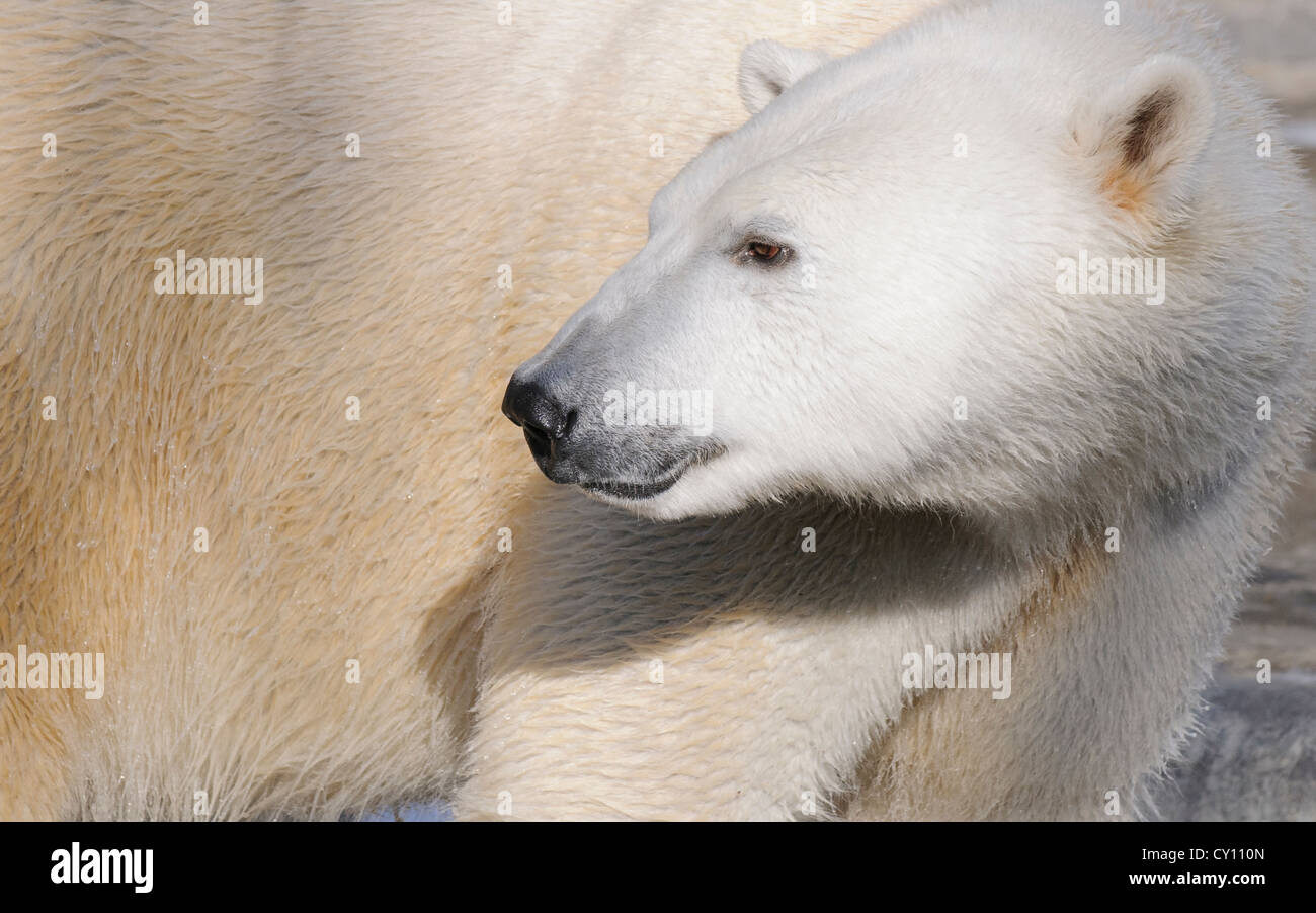 Hudson l'orso polare al Brookfield Zoo, nei pressi di Chicago. Foto Stock