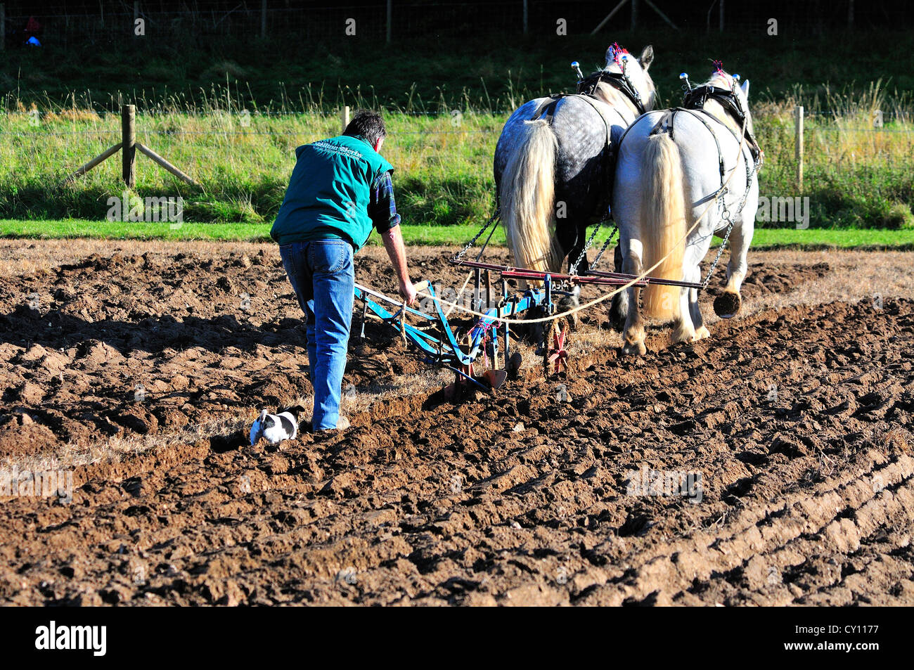 Pesanti evento cavallo Percheron razza di cavalli Foto Stock