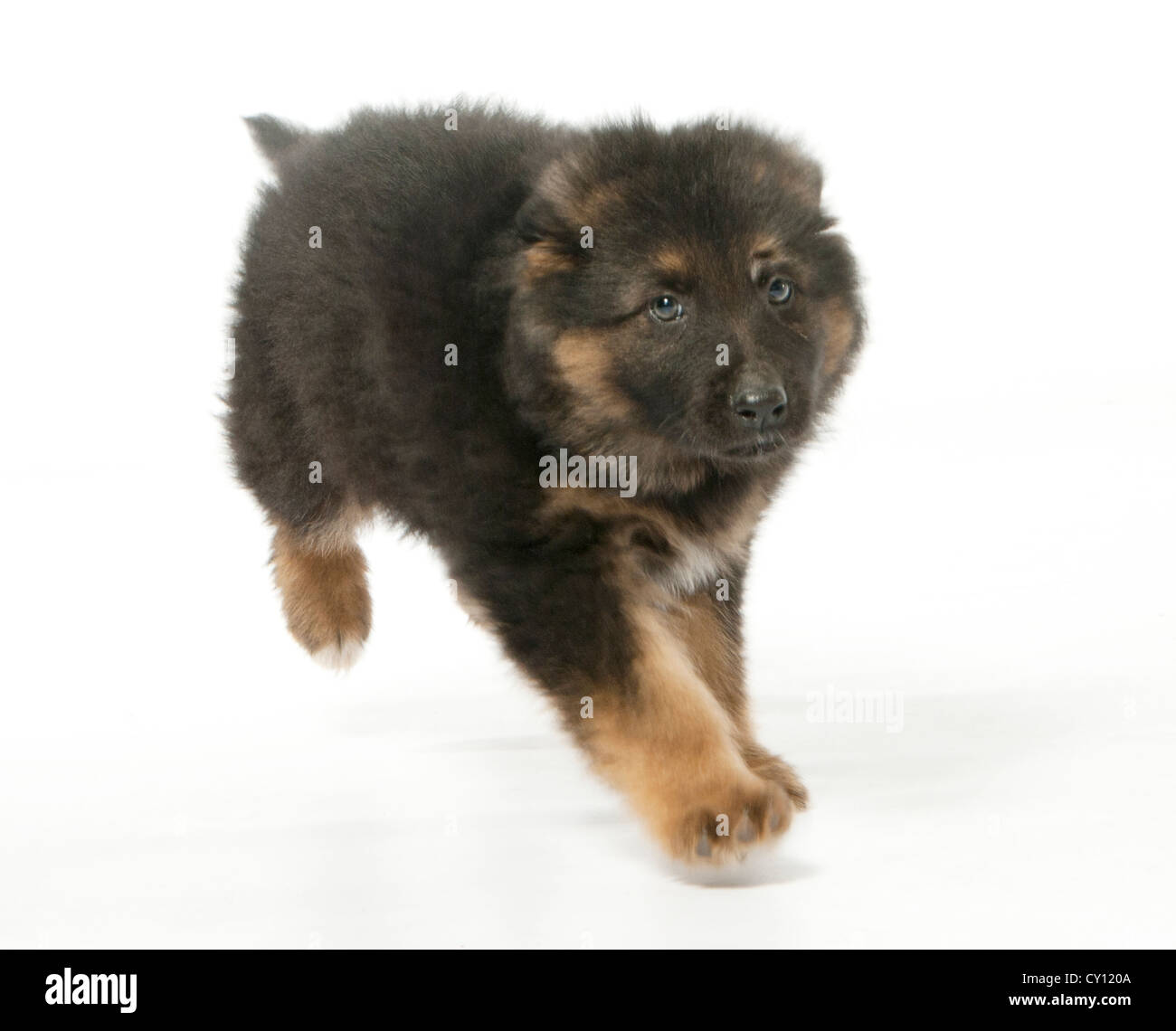 Giovane pastore tedesco cucciolo di cane in esecuzione in un studio bianco Foto Stock