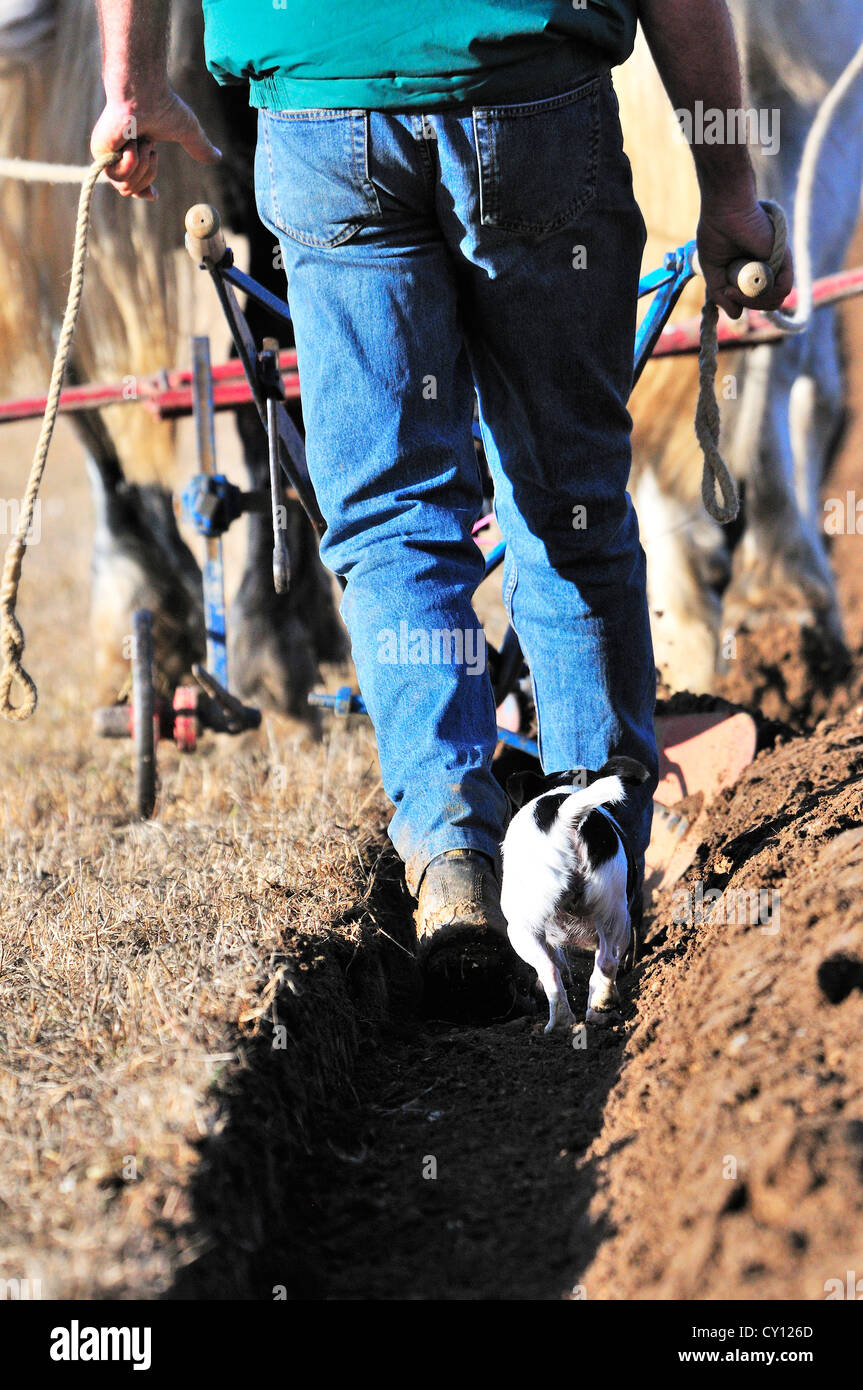 Percheron razza di cavalli, in Heavy Horses aring evento con un fedele Jack Russel seguendo lungo dietro in ogni solco West Sussex, Inghilterra, Regno Unito Foto Stock