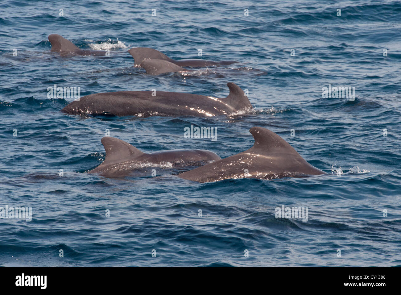 A breve alettato di Balene Pilota gruppo (Globicephala macrorhynchus), affiorante, Maldive, Oceano Indiano. Foto Stock