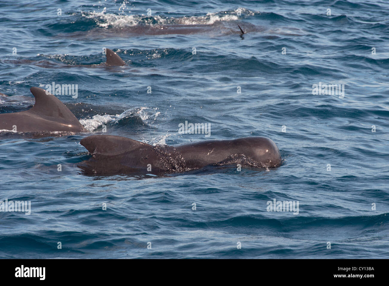 A breve alettato di Balene Pilota gruppo (Globicephala macrorhynchus), affiorante, Maldive, Oceano Indiano. Foto Stock