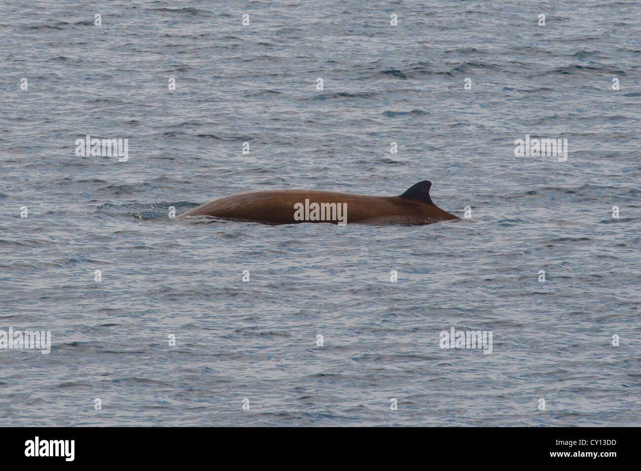 Cuvier fatturati della balena (Ziphius cavirostris), di riporto. Maldive, Oceano Indiano. Foto Stock