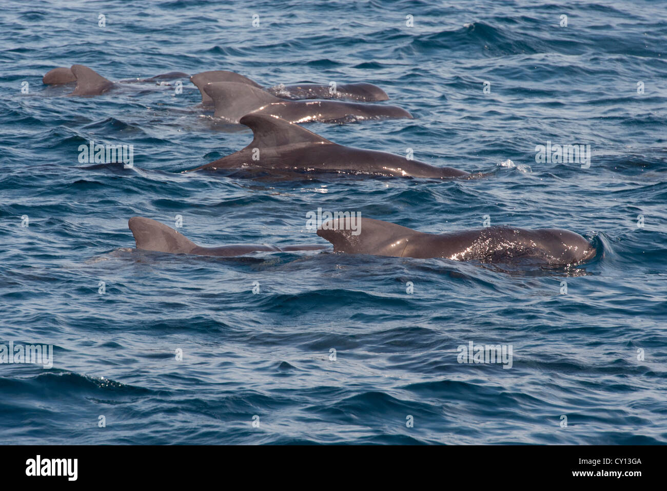 A breve alettato di Balene Pilota gruppo (Globicephala macrorhynchus), affiorante, Maldive, Oceano Indiano. Foto Stock