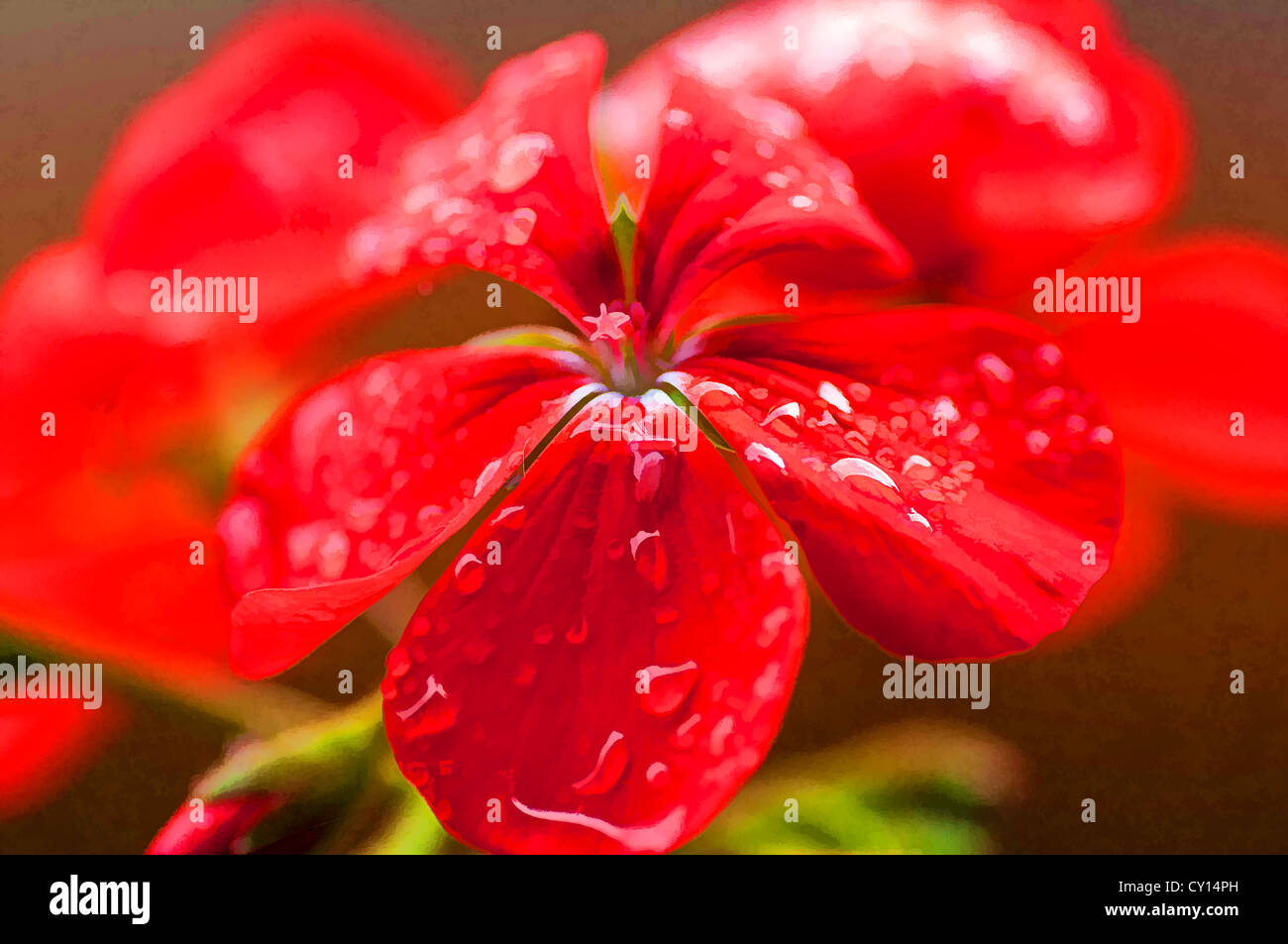 La verniciatura effetto applicato su una foto del giardino rosso fiore con gocce di pioggia sui suoi petali Foto Stock