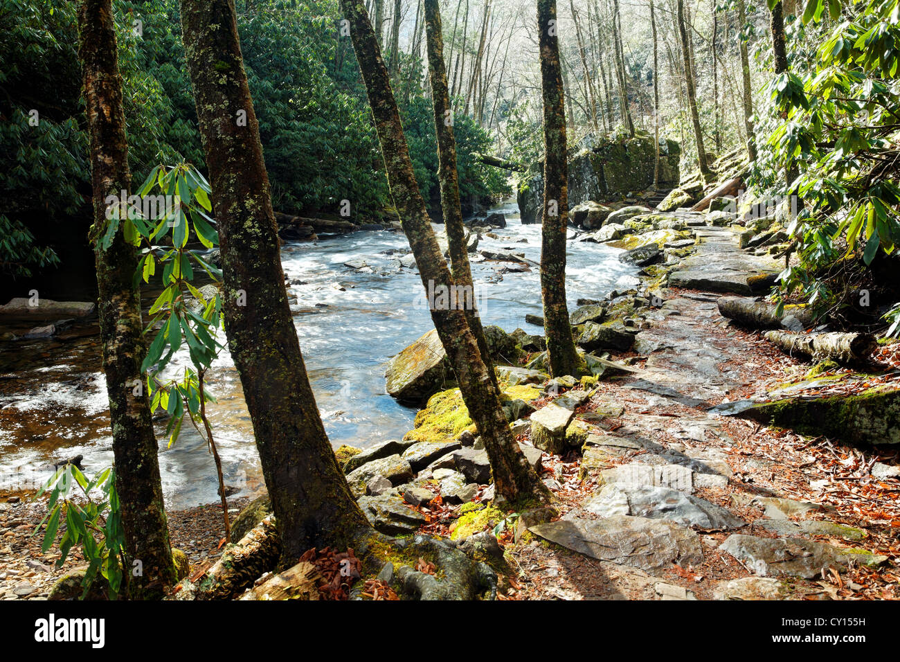 Sentiero di pietra lungo poco Stony Creek su un nuvoloso giorno di inverno, Cascade Falls, Pembroke, Giles County, Virginia, Stati Uniti d'America. Foto Stock