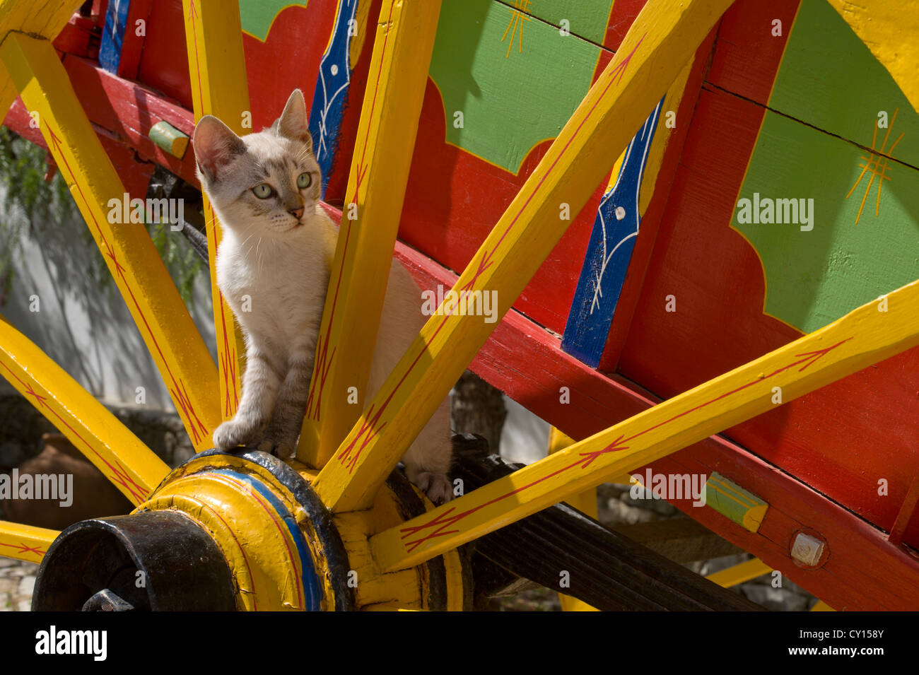 Un gattino su un rustico carrello verniciato, Portogallo, Algarve Foto Stock