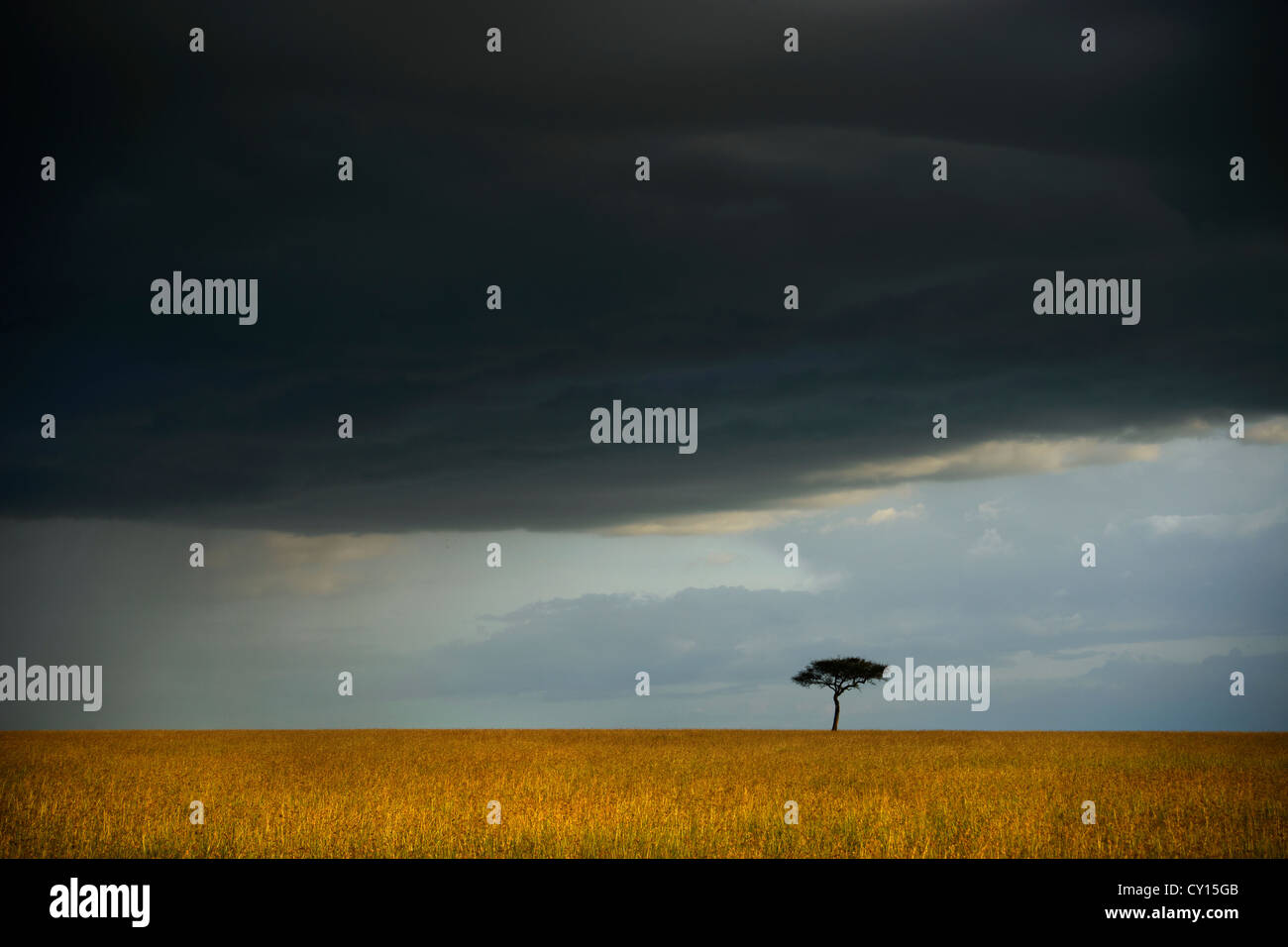 Meteo pesante su una prateria con un lone acacia nel Maasai Mara Game Reserve, Kenya Foto Stock