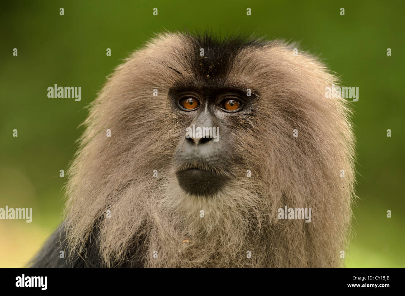 Ritratto di un giovane leone-coda Macaque (Macaca silenus) in Anaimalai Riserva della Tigre, Tamil Nadu, India Foto Stock