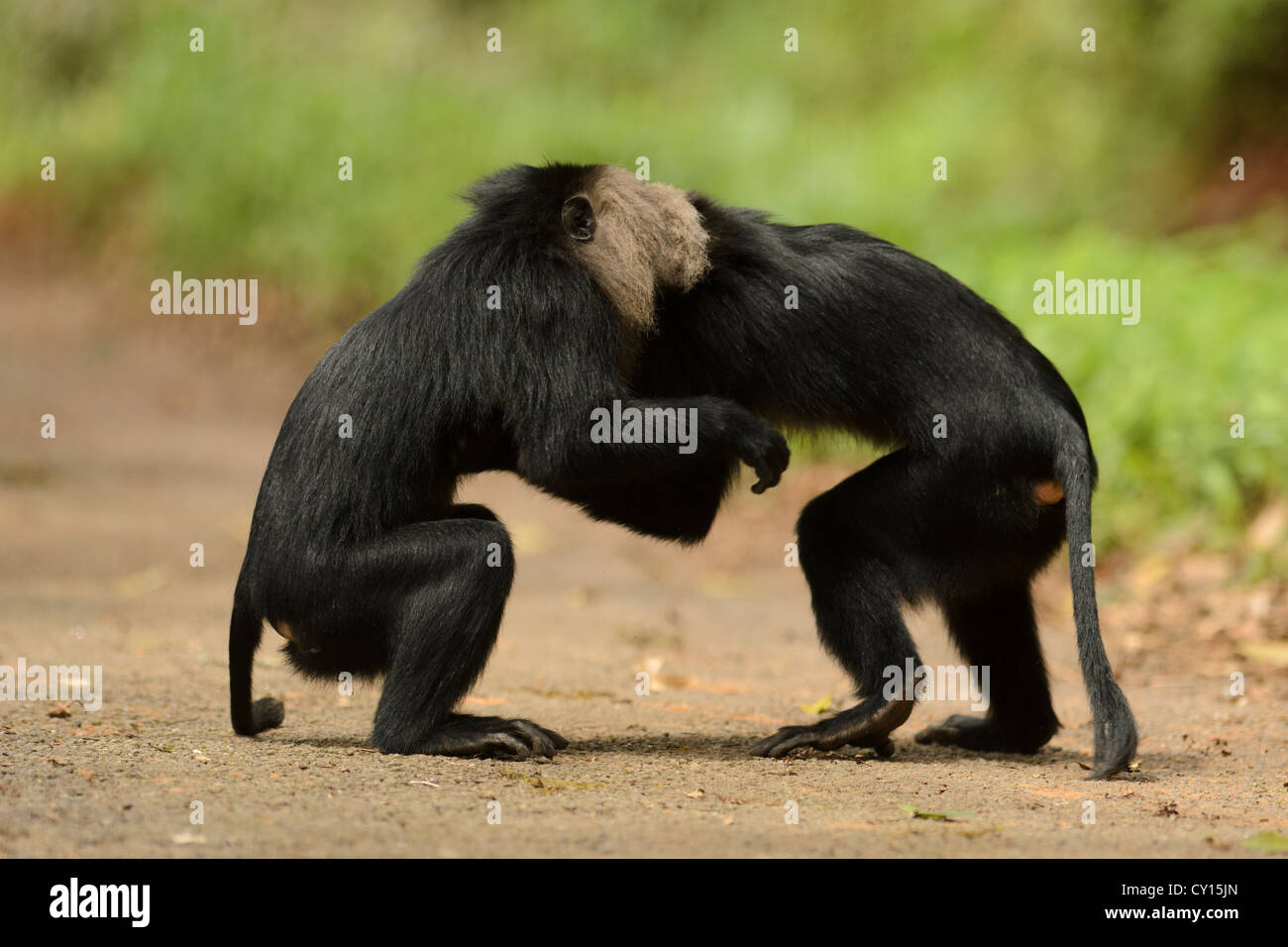 Lion-tailed macachi (Macaca silenus) play-combattere su un sentiero di bosco in Anaimalai Riserva della Tigre, Tamil Nadu, India Foto Stock