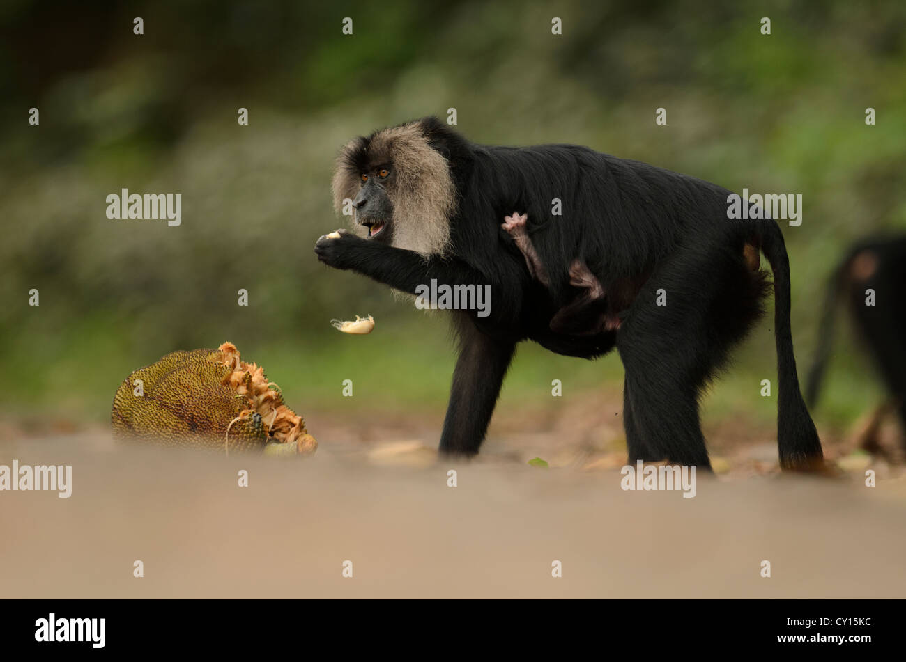 Lion-coda Macaque (Macaca silenus) madre con bambino, mangiando frutta jack in Anaimalai Riserva della Tigre, Tamil Nadu, India Foto Stock